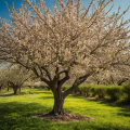 the image to "almond tree" in Polish