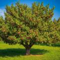 the image to "There are apples on this tree." in Polish