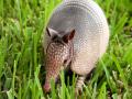 the image to "armadillo" in Polish