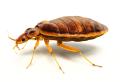 the image to "bedbug" in Polish