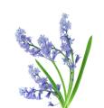 the image to "bluebell" in Polish