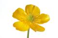 the image to "buttercup" in Polish