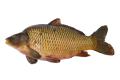 the image to "carp" in Polish