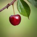 the image to "cherry" in Polish