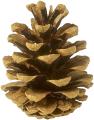 the image to "pinecone" in Polish