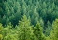 the image to "coniferous forest" in Polish