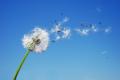 the image to "dandelion clock" in Polish