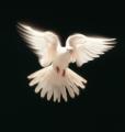 the image to "dove" in Polish