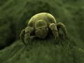 the image to "dust mite" in Polish