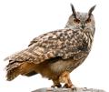 the image to "eagle owl" in Polish