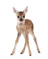 the image to "fawn" in Polish