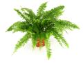 the image to "fern" in Polish