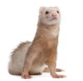 the image to "ferret" in Polish