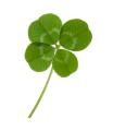 the image to "four-leaf clover" in Polish