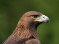 the image to "golden eagle" in Polish