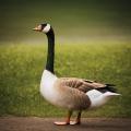 the image to "goose" in Polish