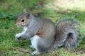 the image to "grey squirrel" in Polish