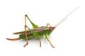 the image to "katydid" in Polish