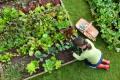 the image to "kitchen garden" in Polish