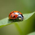 the image to "ladybird" in Polish