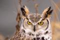 the image to "long-eared owl" in Polish