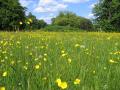 the image to "meadow" in Polish