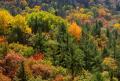 the image to "mixed forest" in Polish