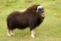 the image to "musk ox" in Polish