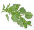 the image to "nettle" in Polish