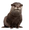 the image to "otter" in Polish