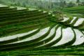 the image to "paddy field" in Polish