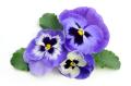 the image to "pansy" in Polish