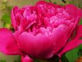 the image to "peony" in Polish