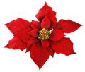 the image to "poinsettia" in Polish