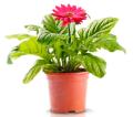 the image to "potted plant" in Polish