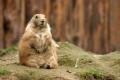 the image to "prairie dog" in Polish