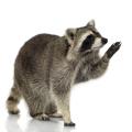 the image to "raccoon" in Polish