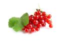 the image to "redcurrant" in Polish