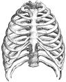 the image to "rib cage" in Polish