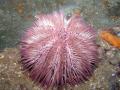 the image to "sea urchin" in Polish