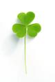 the image to "shamrock" in Polish