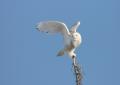 the image to "snowy owl" in Polish