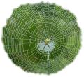 the image to "cobweb" in Polish