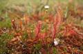 the image to "sundew" in Polish