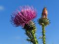 the image to "thistle" in Polish