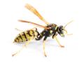 the image to "wasp" in Polish