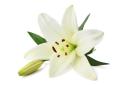 the image to "white lily" in Polish