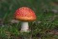 the image to "wild mushroom" in Polish