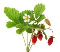 the image to "wild strawberry" in Polish